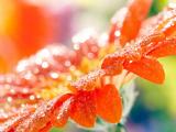 橙色非洲菊花瓣