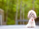 可爱贵宾犬