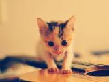 吉他上的猫咪