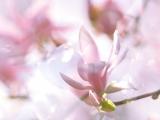 粉色玉兰花