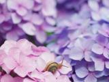 粉色花朵上的蜗牛