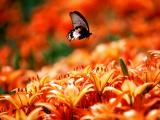 百合花上的蝴蝶