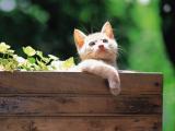 仰望天空的猫咪