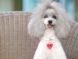 孤单贵宾犬