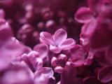清香淡雅的紫丁香
