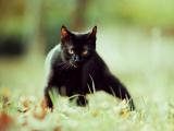 散步的小黑猫
