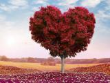 爱情之树