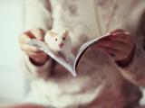 书本上的小老鼠