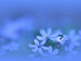 蓝色小花上的水珠