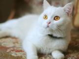 可爱白猫