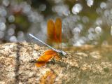 石头上停歇的蜻蜓