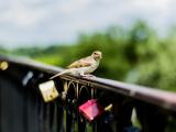 栏杆上的小鸟