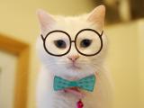 戴眼镜的萌猫