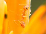橙色蚂蚁