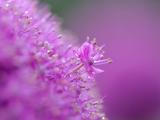 唯美紫色花卉