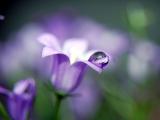 紫色花瓣上的水珠