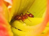花蕊中的蚂蚁
