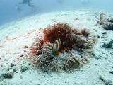 海底孤独的海葵鱼