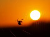 夕阳下的蜘蛛