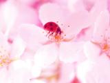 粉色花瓣上的瓢虫