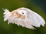飞翔的白色猫头鹰