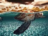 水中的海龟