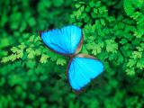 绿叶上的蓝色蝴蝶