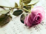 玫瑰花与音符