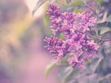 唯美紫色丁香花