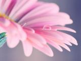 粉色花瓣上的小水珠
