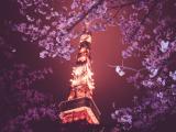 东京铁塔下的樱花