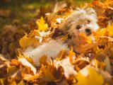 落叶丛中的小狗