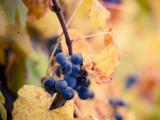 秋天葡萄成熟时