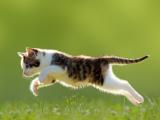 奔跑的可爱小猫