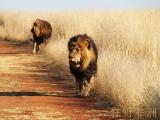 狂野非洲狮子
