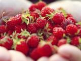 水果山莓
