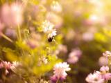 花丛中采蜜的蜜蜂