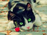 猫咪和樱桃