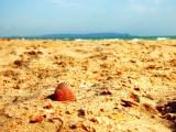 沙滩上的橙色贝壳