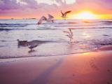 夕阳下的美丽海鸥