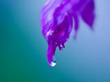 紫叶欲滴的水珠
