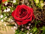 象征爱情的红玫瑰