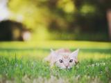 草地上的萌猫