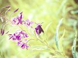 紫色花卉上的昆虫