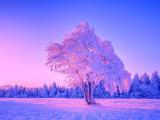 冬日里的唯美大树