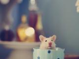 杯子里的小白鼠