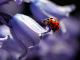 紫色花瓣上的小瓢虫