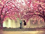 樱花树下的情侣