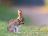 害羞的兔子