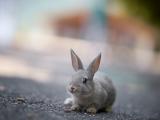 可爱小灰兔